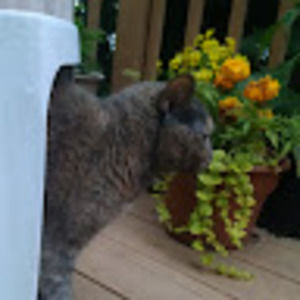 Meet your Posher, Annie